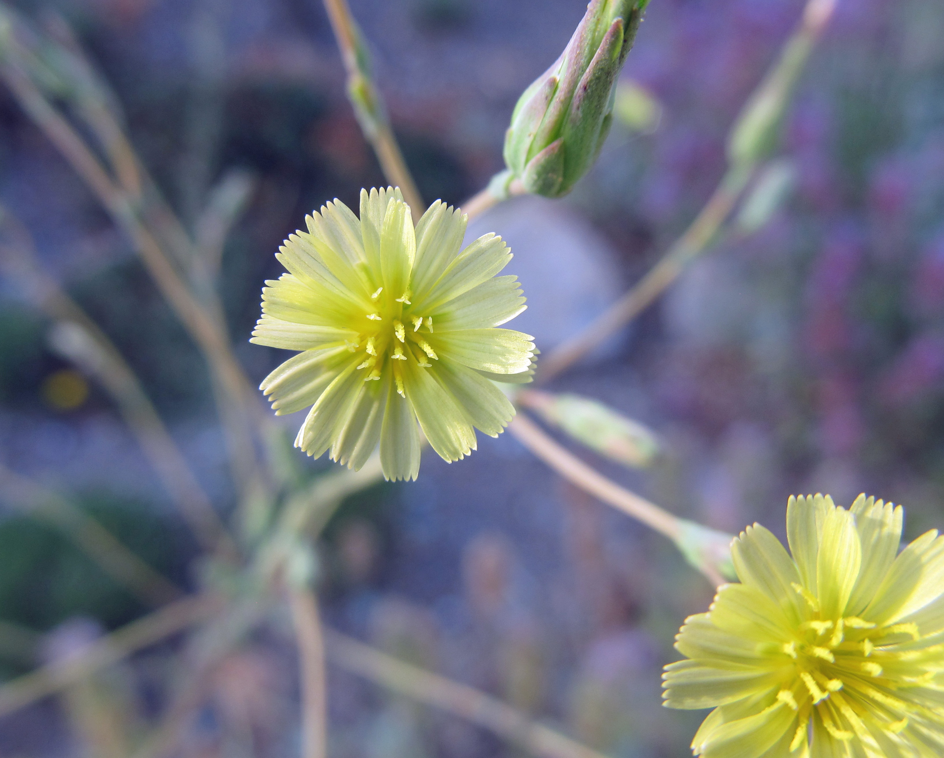 prickly lettuce 1 (1).jpg