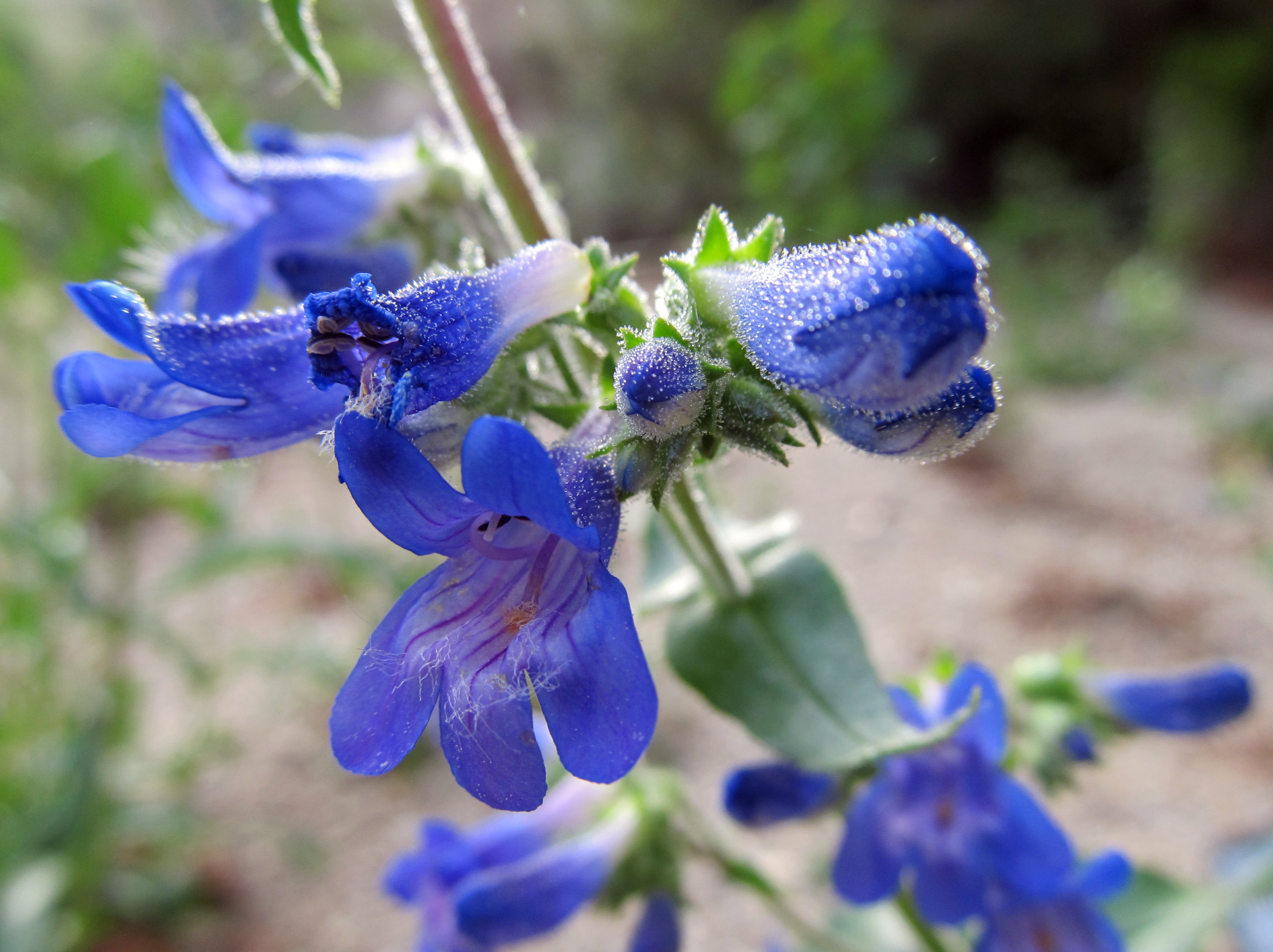 Penstemon albertinus (1).JPG