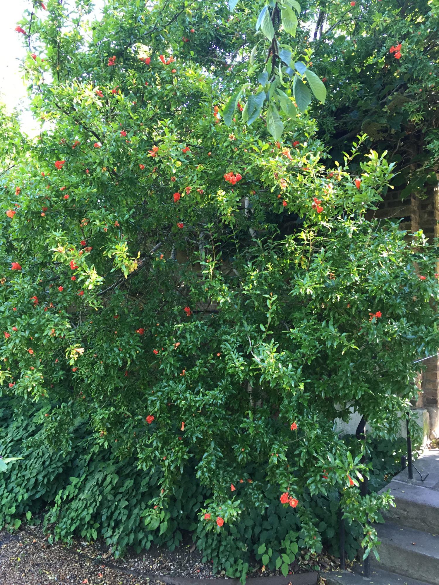 Punica granatum photo.jpg