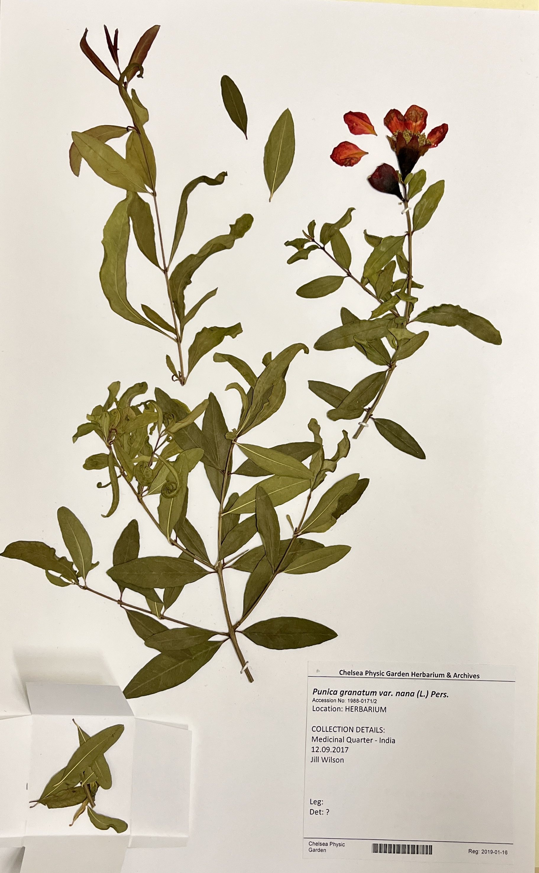 Herbarium specimen.jpg