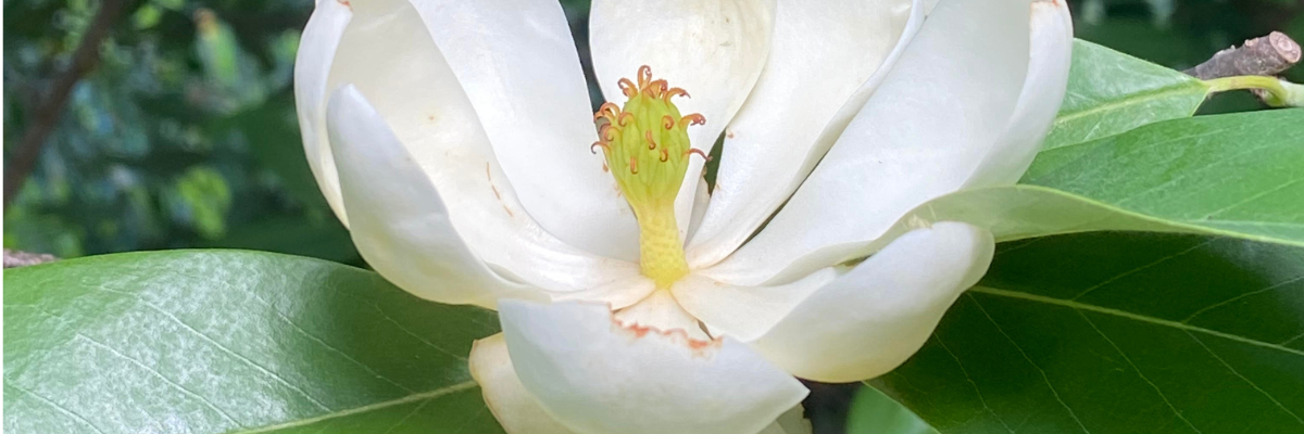 Untitled design (72).png