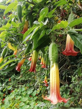 LeeBetts_Brugmansia.jpg