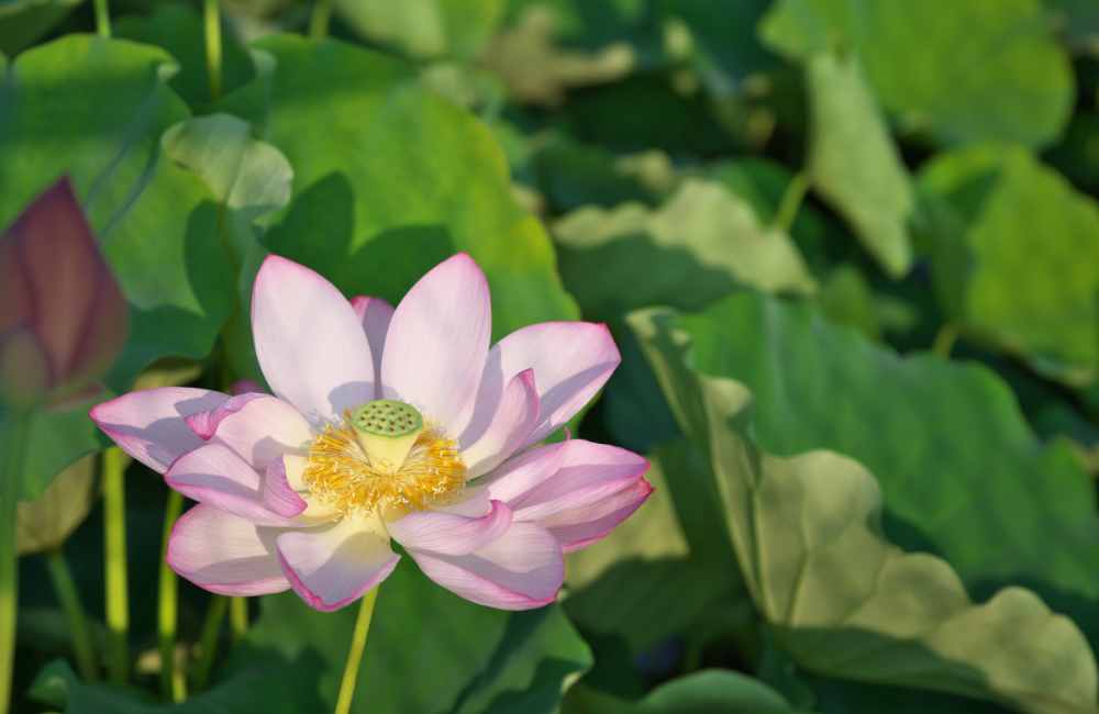 Lotus.png