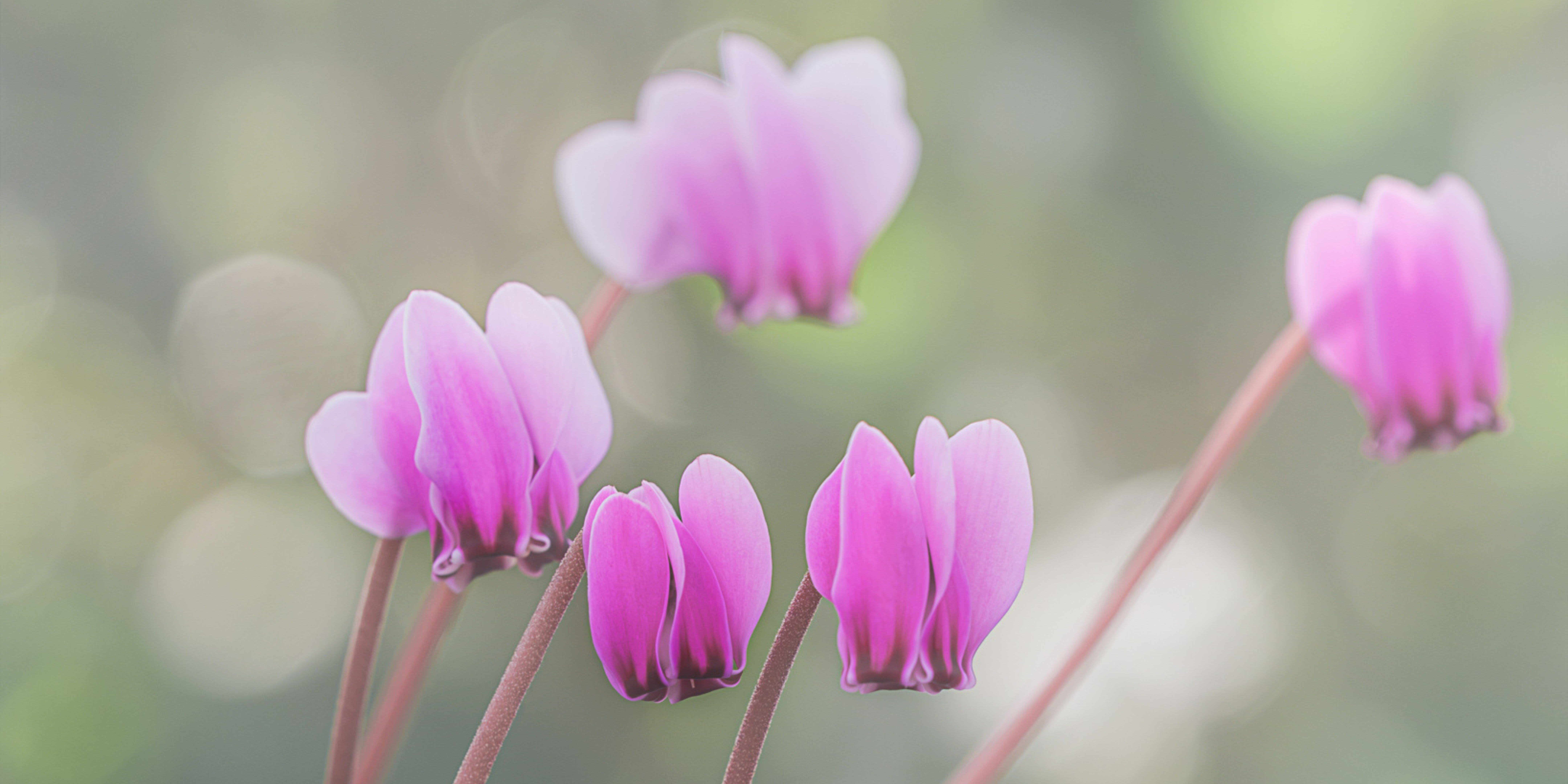 Cyclamen-by-Jon-Benham-3.png