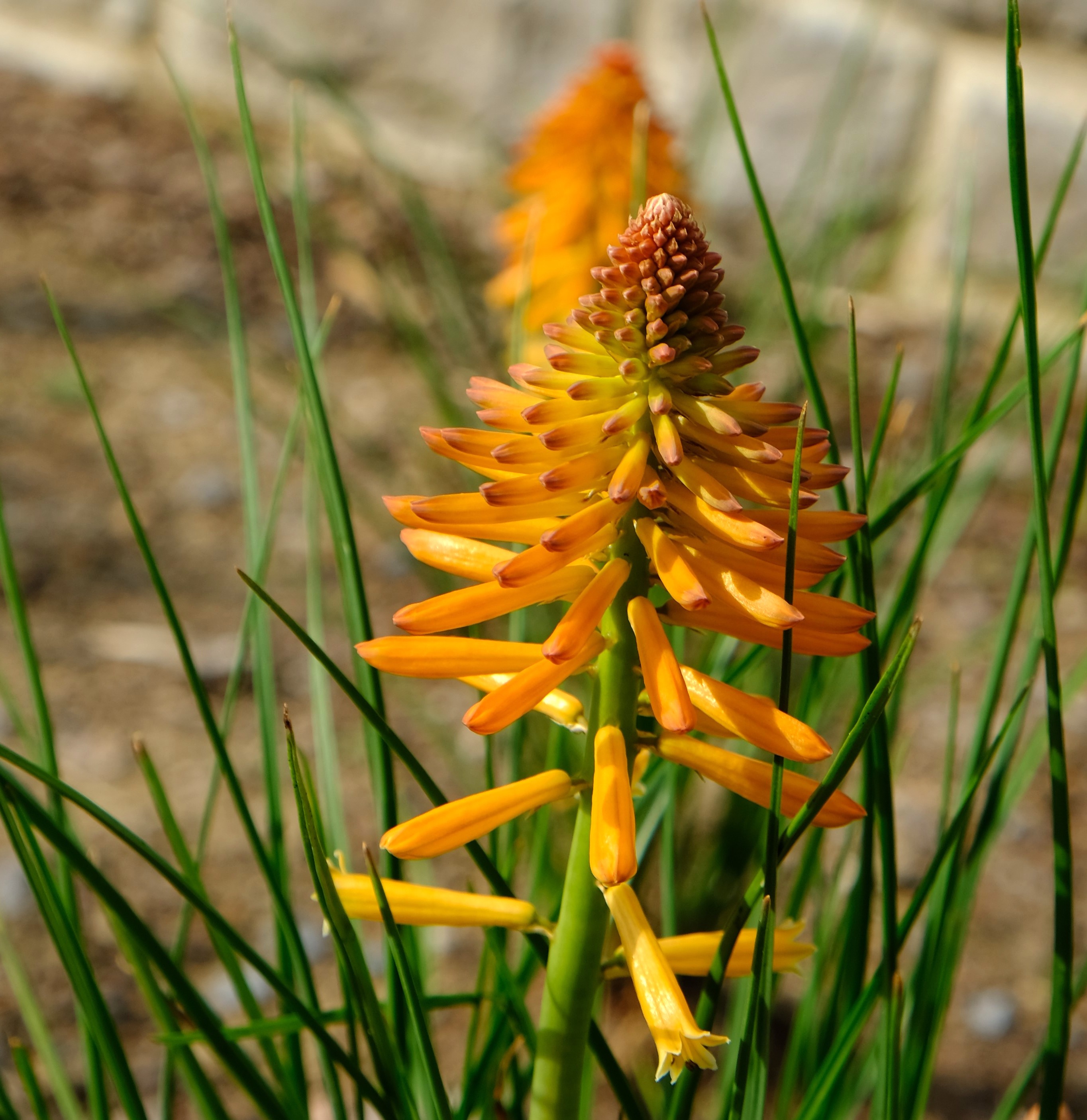 Kniphofia 'Poco Orange' (1).JPG
