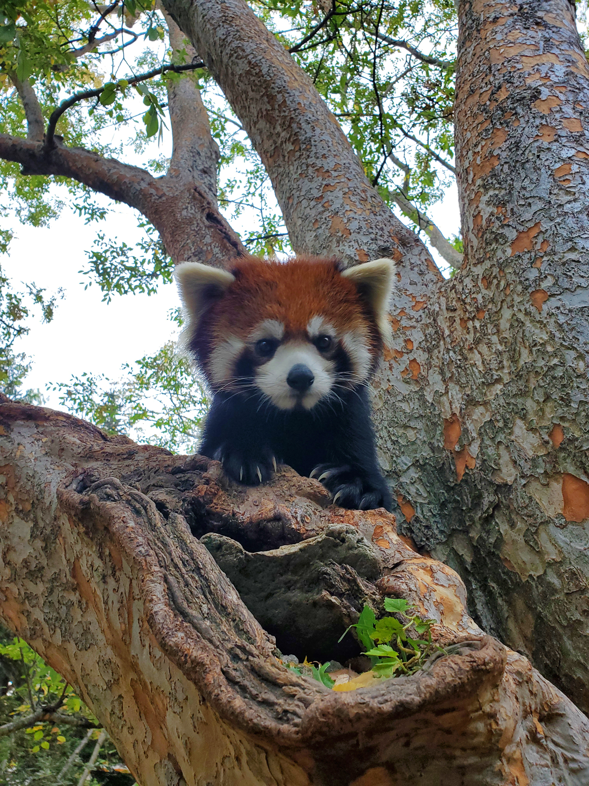 Red Panda Elm Zoo_sm.png
