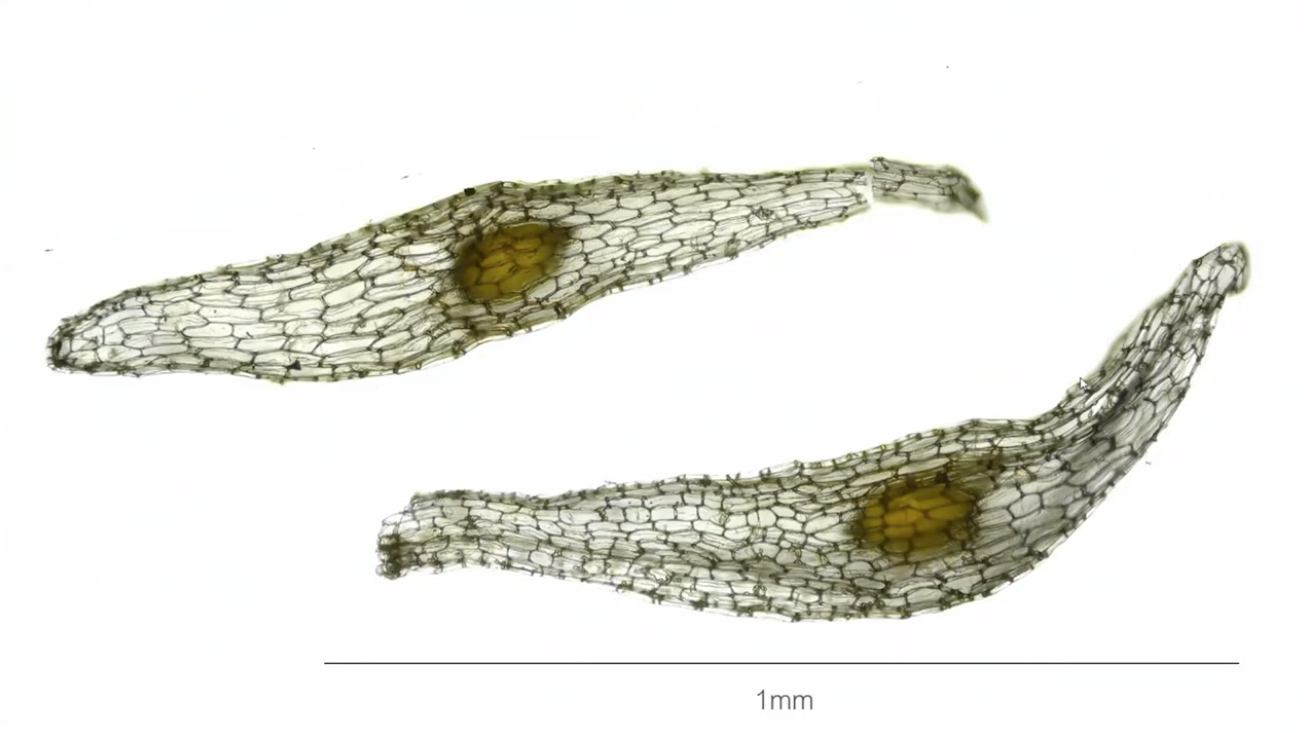 Screenshot 2026-03-24 132946.png