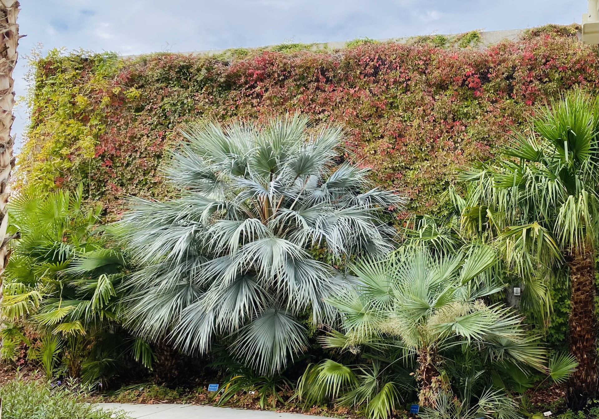 courtyardpicpretty (1).jpeg